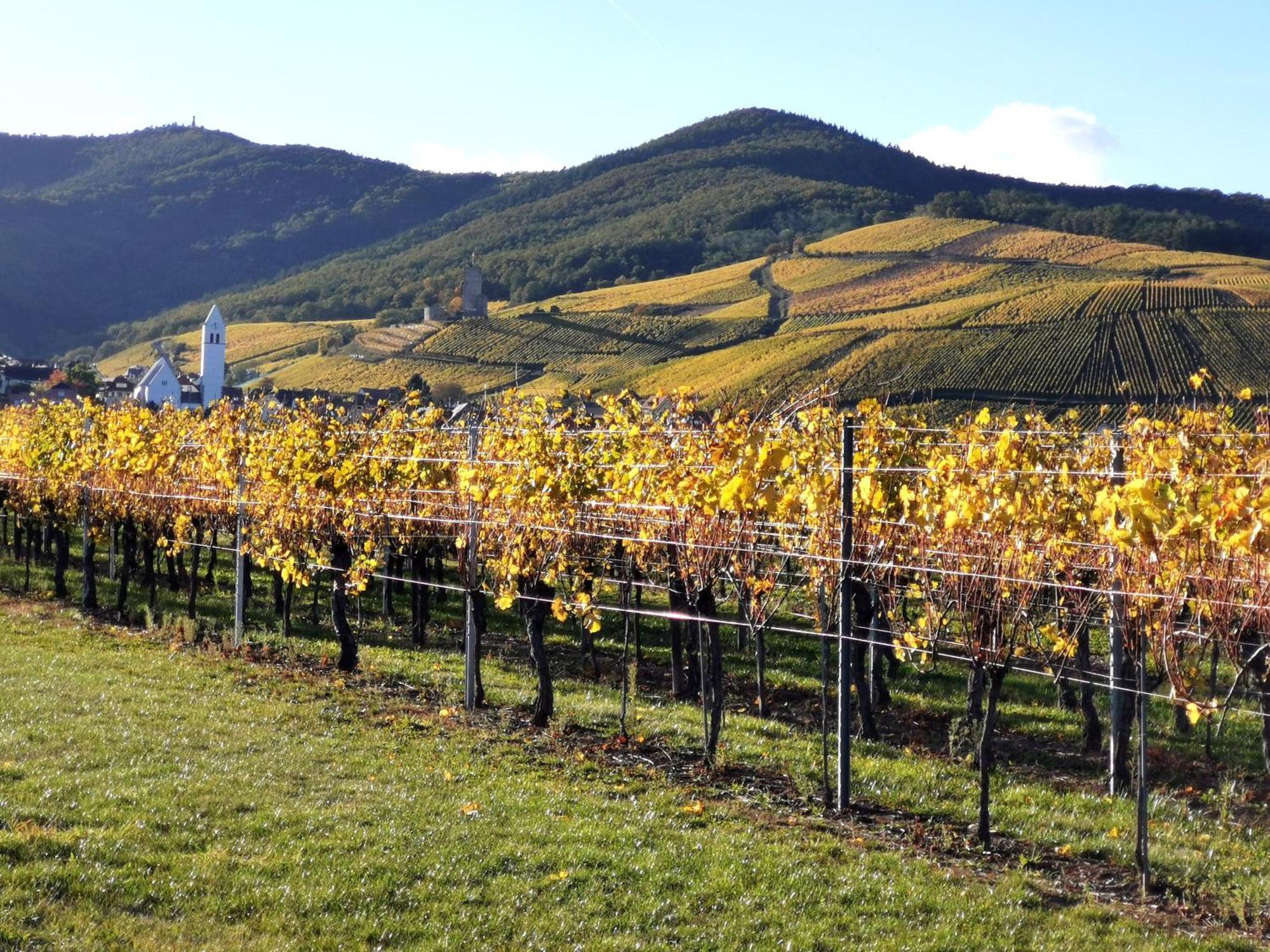 Entre Ville Et Vignes - Gite Classe 3 Etoiles Ингерсайм Экстерьер фото